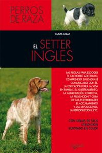 el setter inglés (in Spanish)