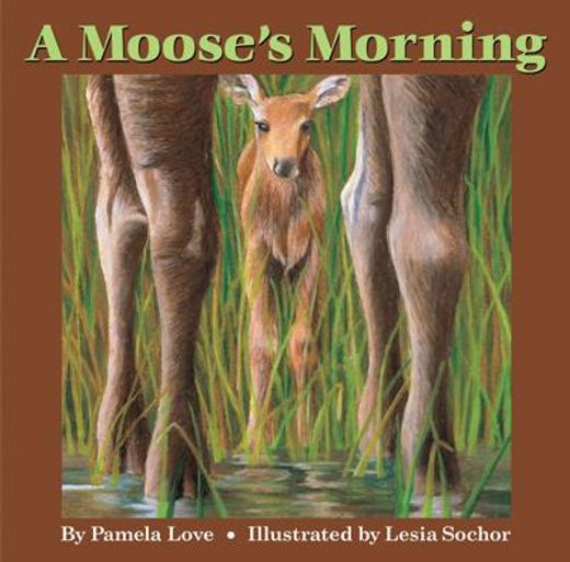 a moose´s morning