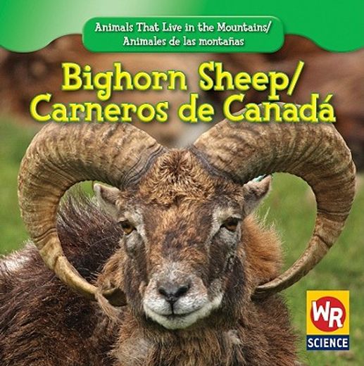 bighorn sheep/ carnero de canada