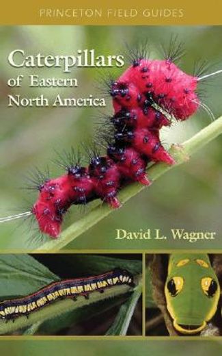 caterpillars of eastern north america,a guide to identification and natural history (en Inglés)