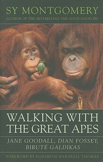 walking with the great apes